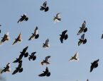 Pigeons 4141389 960 720