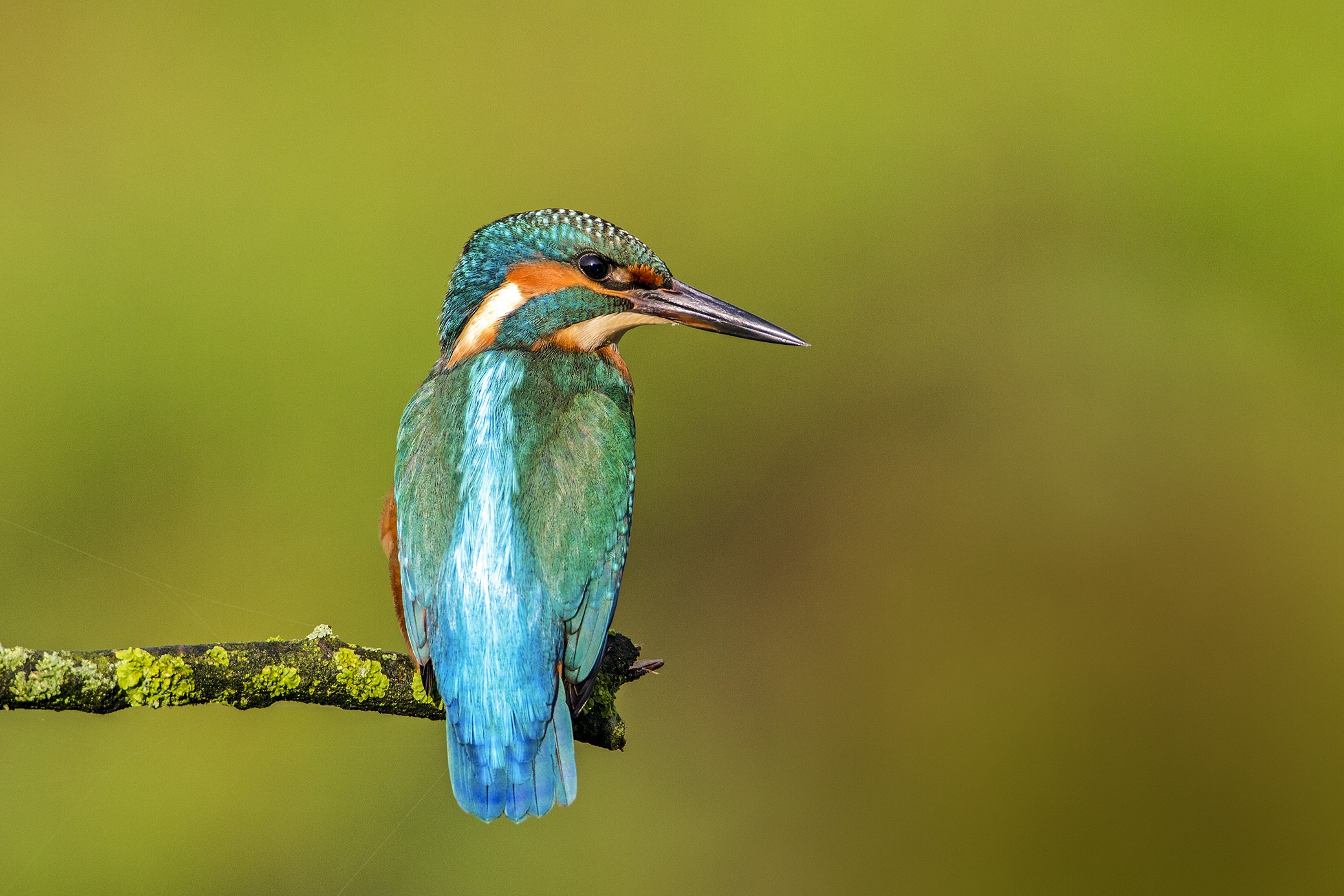 Jaarverslag 2022 een ijsvogel