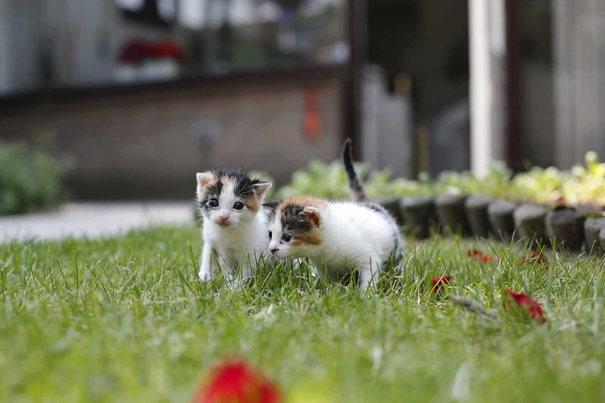 Jaarverslag 2022 katjes in een tuin