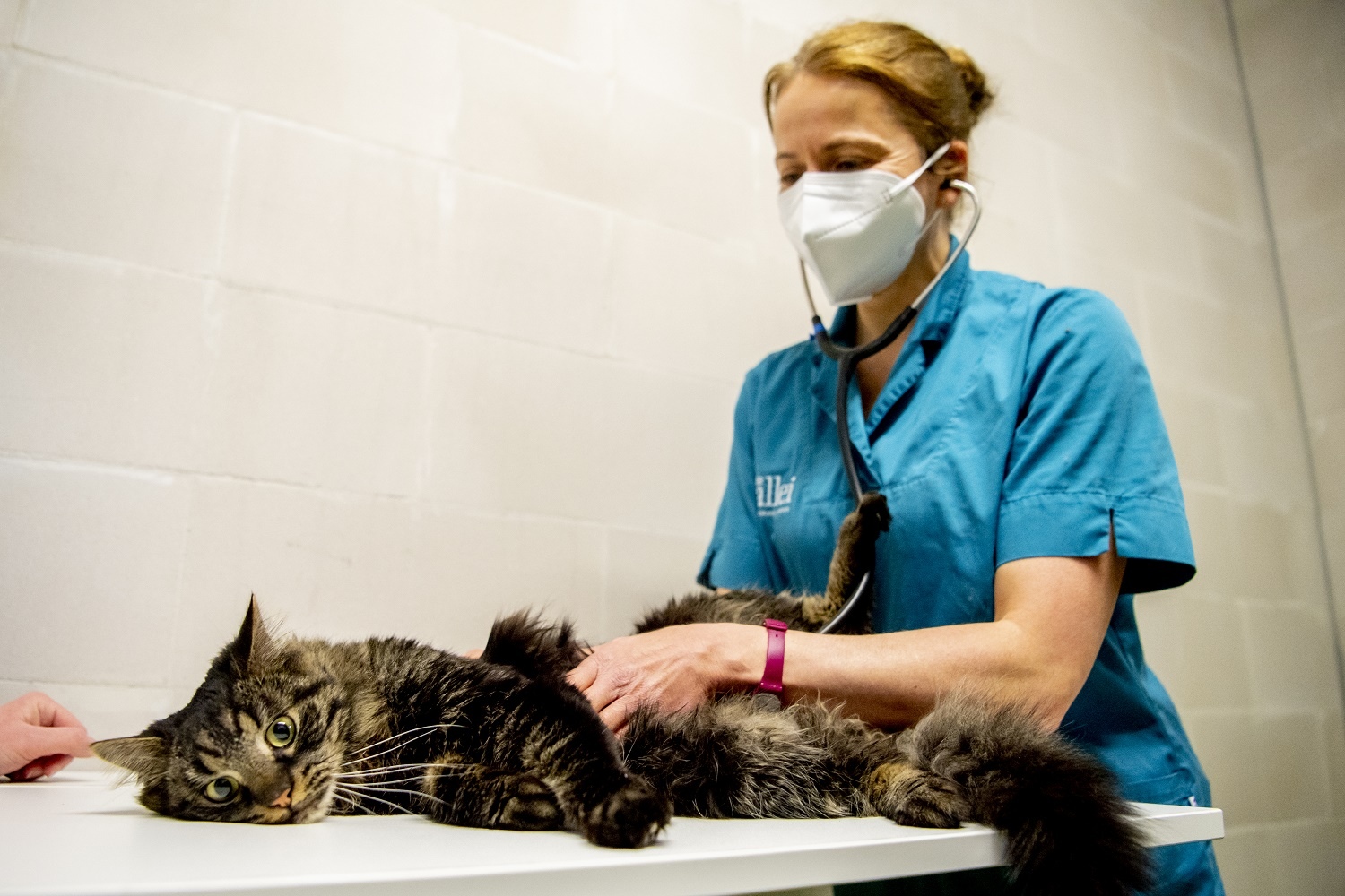 Dierenarts en een kat