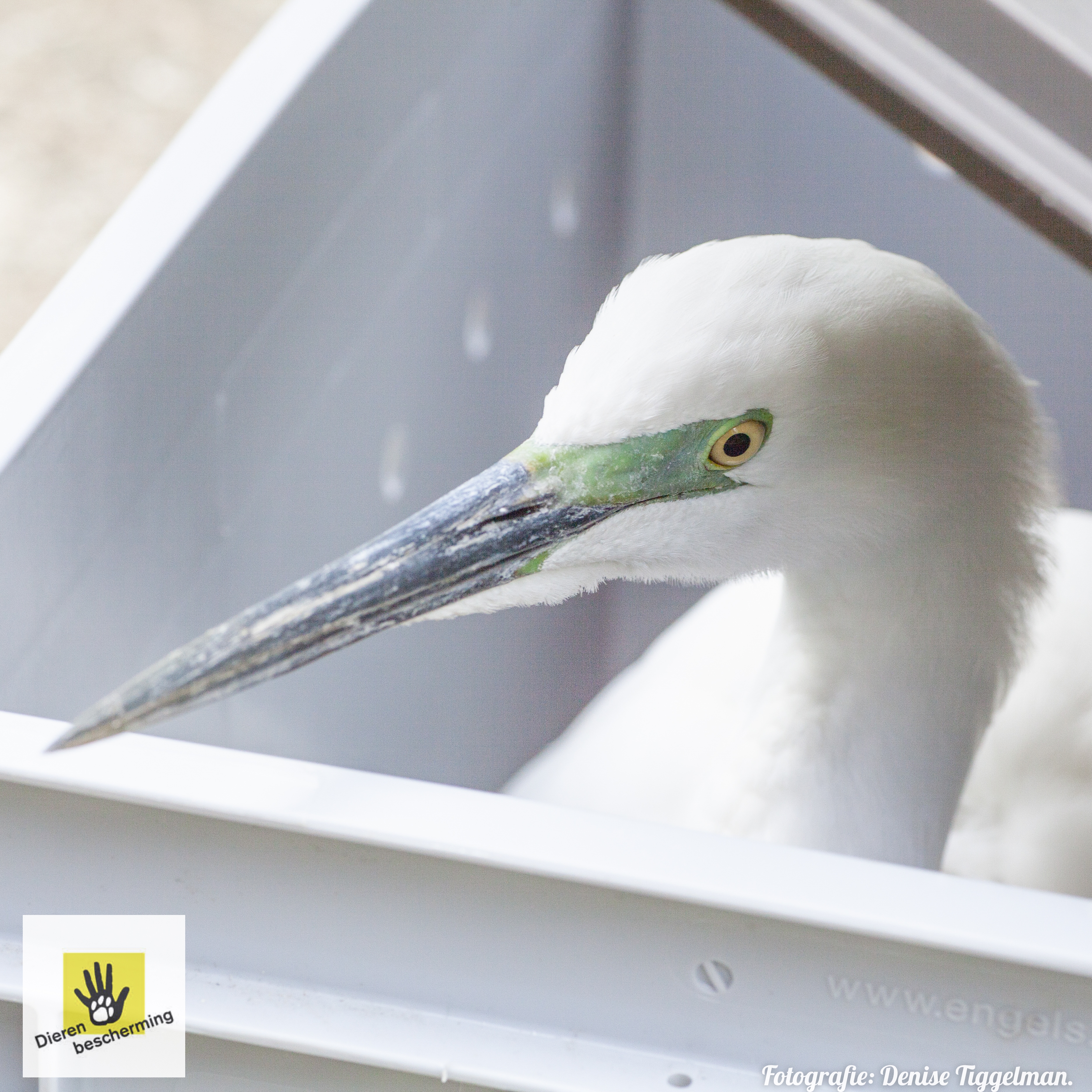 Zilverreiger Dierenambulance