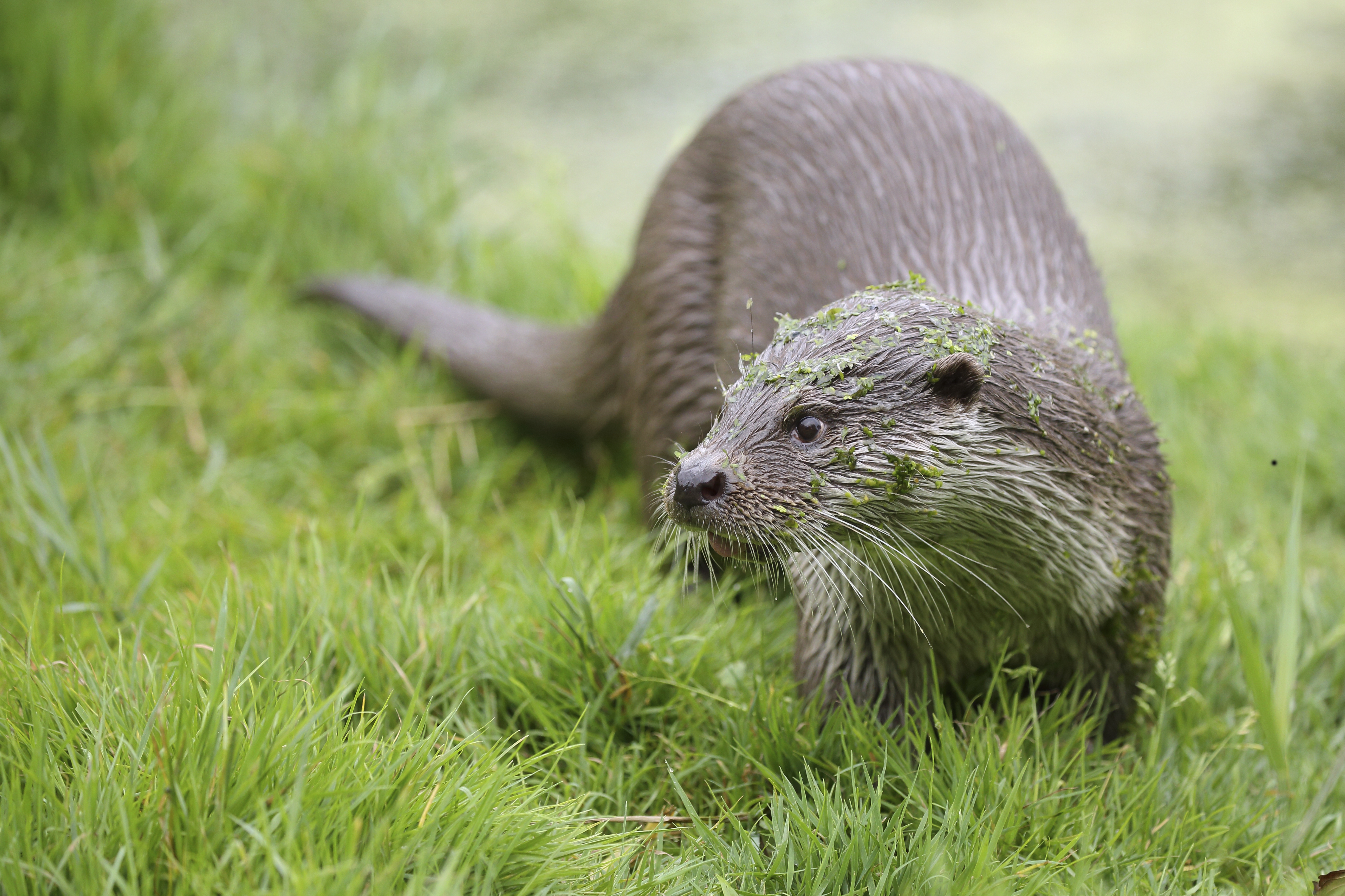 Jaarverslag 2022 otter