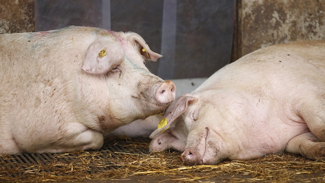 Dubbel gevoel bij hoofdlijnenakkoord