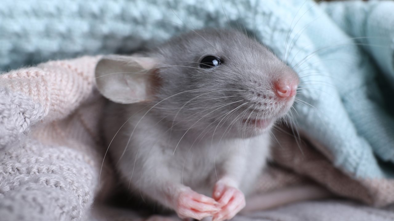 Nieuwe lesbrief: de rat, een kleine alleskunner
