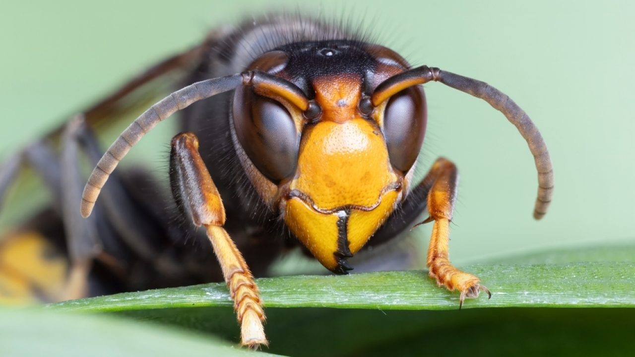 Help! De exotische buitenbeentjes van het dierenrijk
