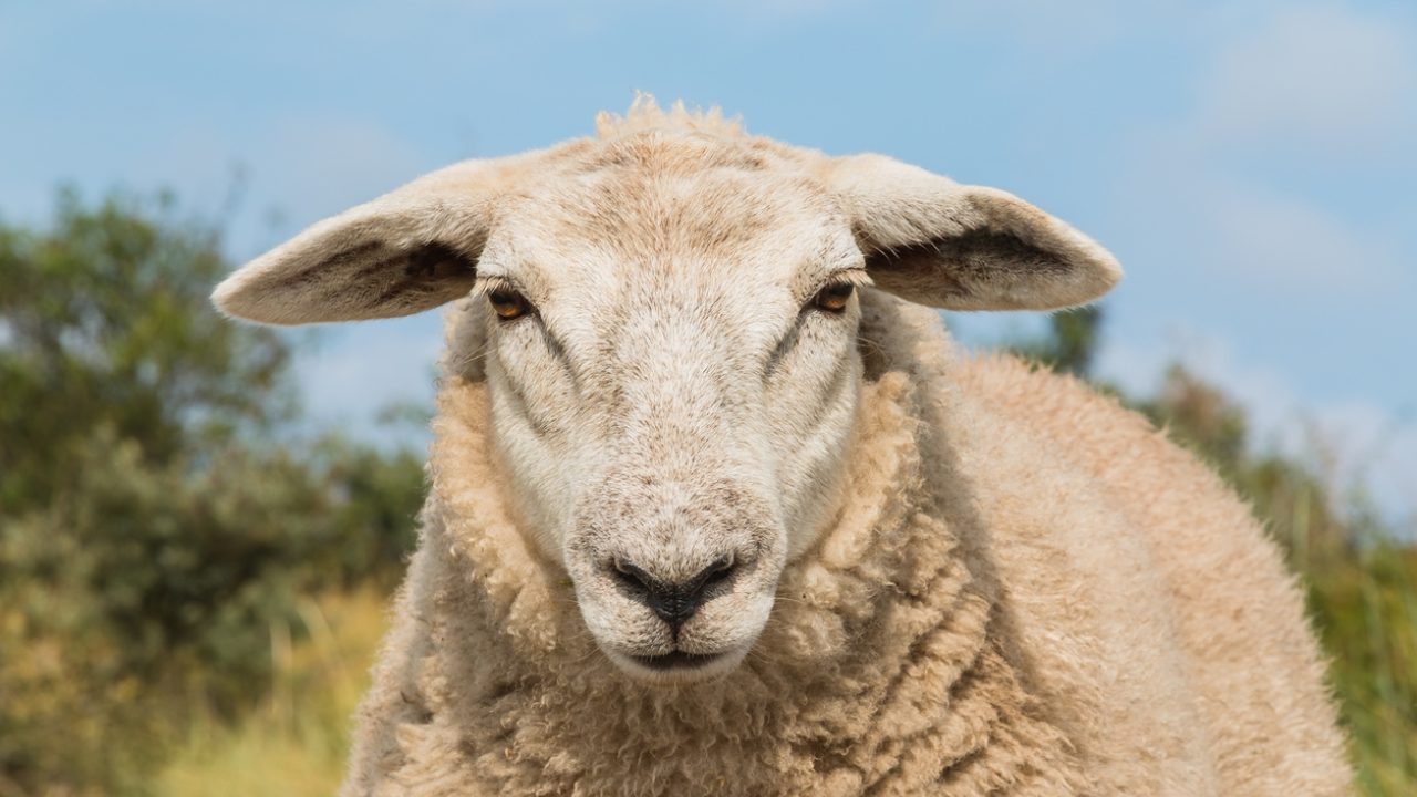 Blauwtong zaait dood en verderf onder herkauwers