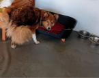 Honden Maashorst 1