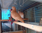 Inbewaringname Tiel 3