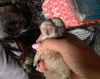 Pups Peel en Maas 1