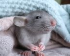 Ratjewarmedeken