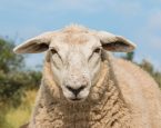 Een schaap