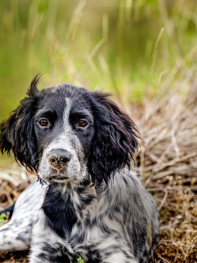 Hond in een landschap