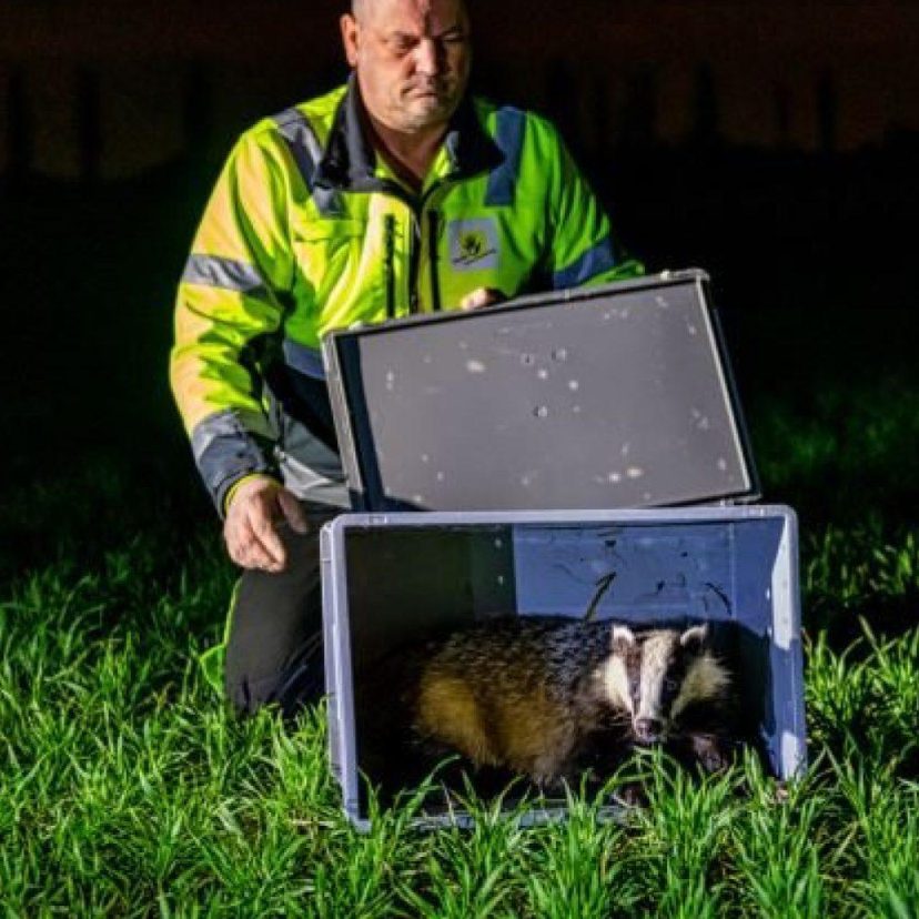 Medewerker dierenambulance laat das vrij