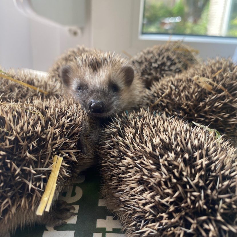 Vele jonge egels als nest op de weegschaal
