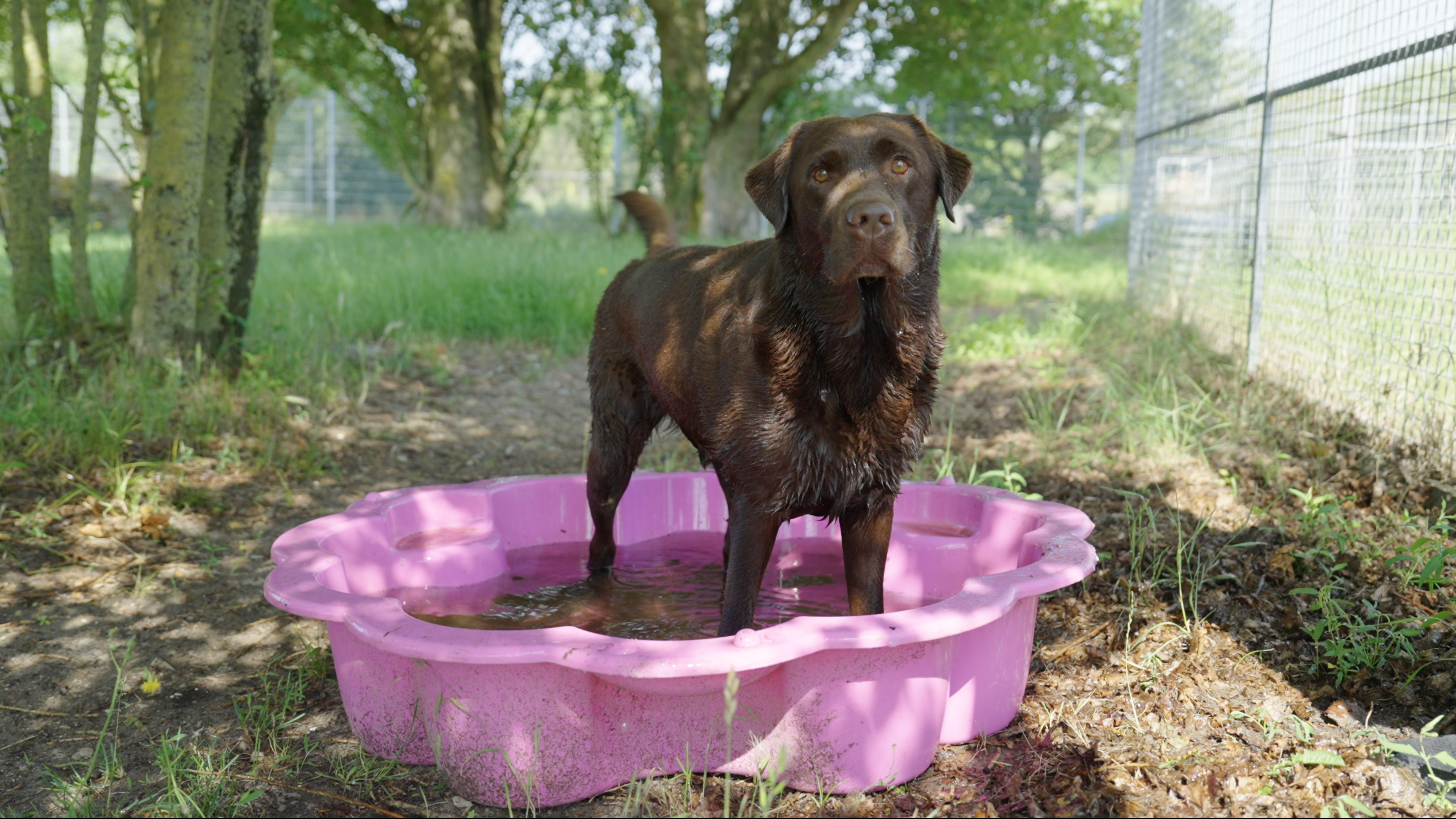 Asielhonden hitte