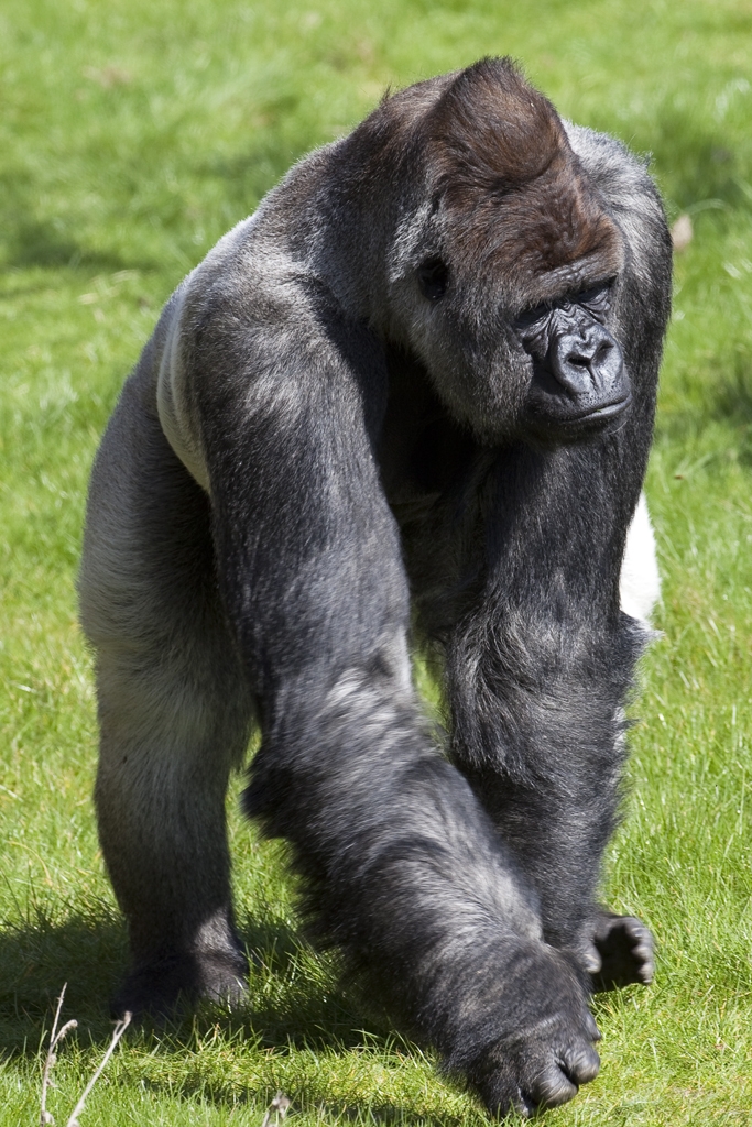 Bokito