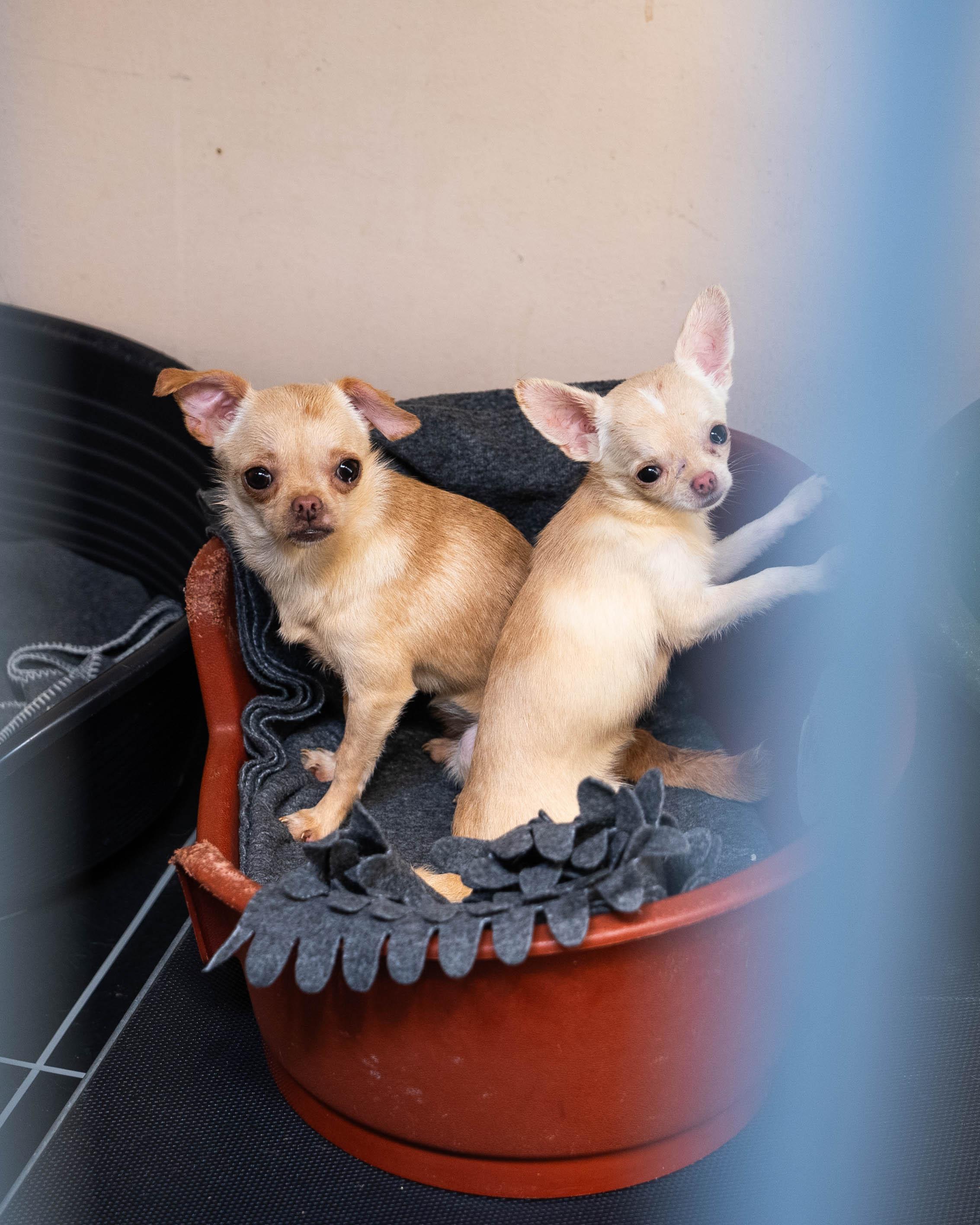 De chihuahua's in een mandje