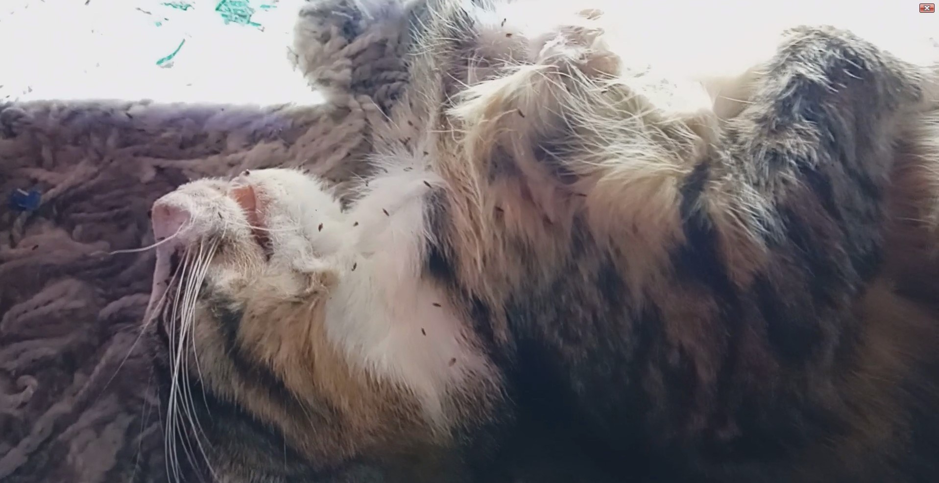 Kitten onder de vlooien