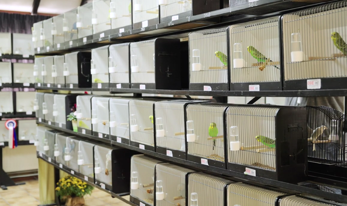 Vogels kooien
