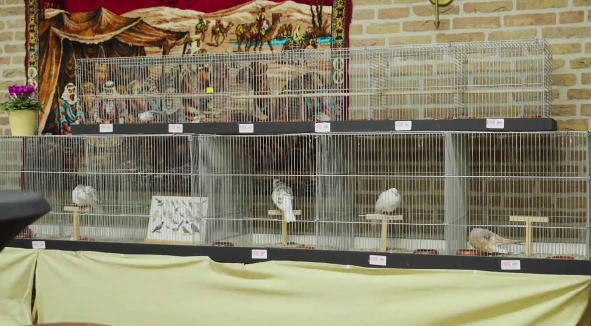 Vogels tentoonstelling