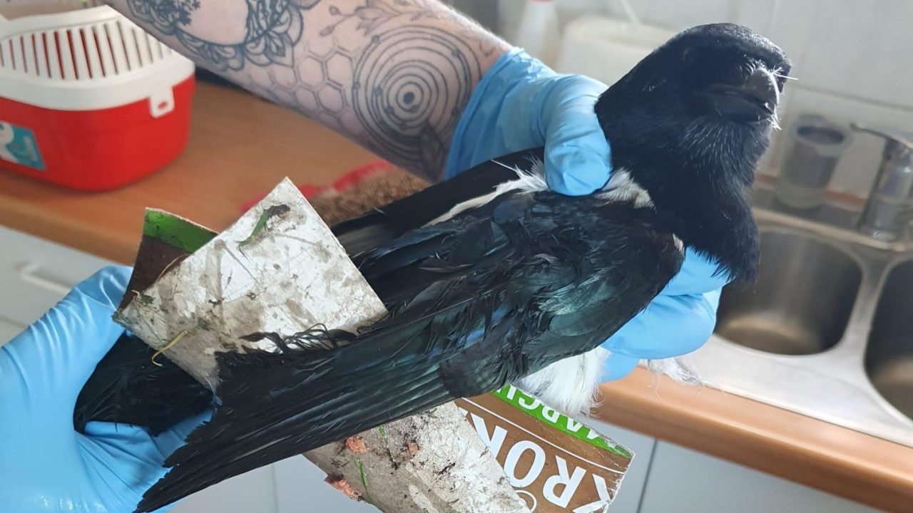 Nog altijd te veel dieren dupe van lijmvallen