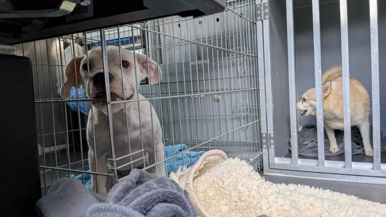 47 dieren leefden samen in een woning
