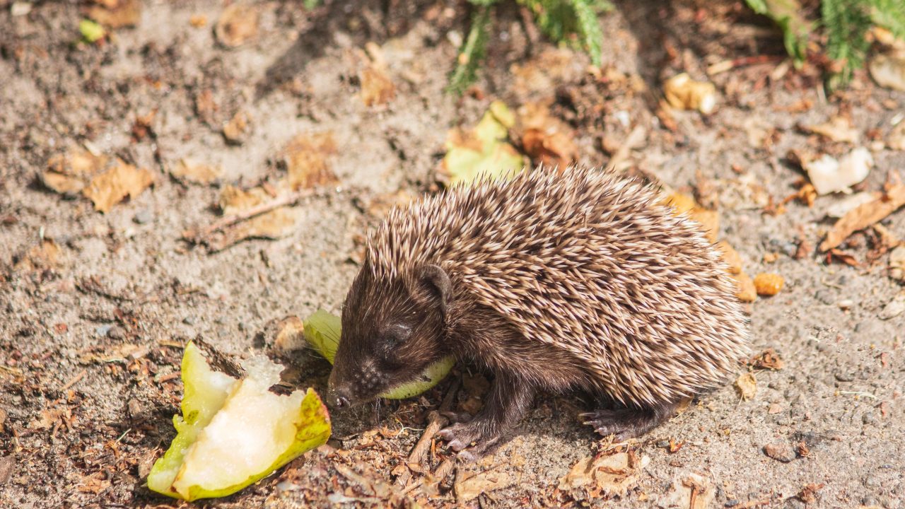 Ratten- en muizengif bereikt in zorgwekkende mate ook egels en andere dieren