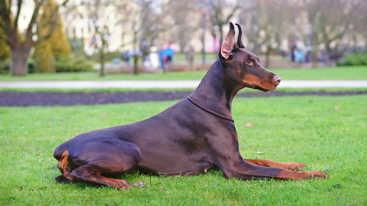 Een staart om mee te zwaaien: goed nieuws voor honden en paarden