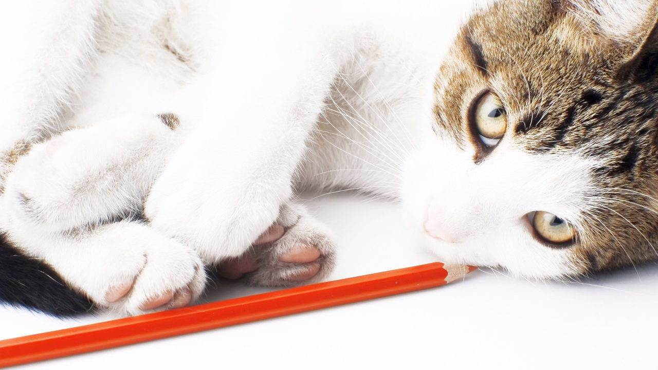 Gratis tips voor een dierenhoofdstuk in een nieuw regeerakkoord