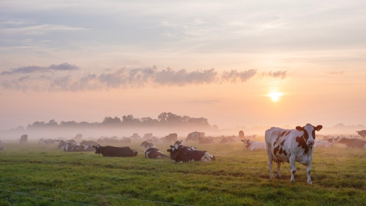 Stikstofplannen biedt kansen voor dierenwelzijn, maar let op de risico's