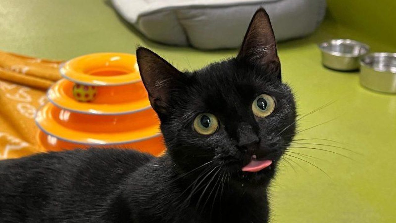 Zwarte katten brengen geluk!