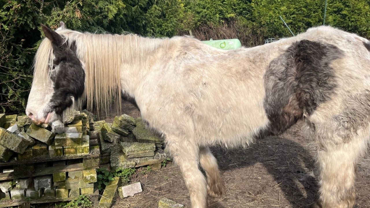 Magere merrie en groep paarden in modderwei in bewaring genomen