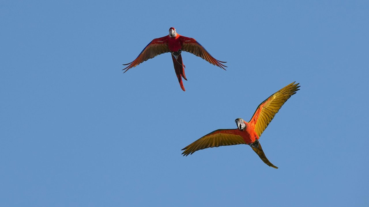 Vogels gebruiken of koesteren?