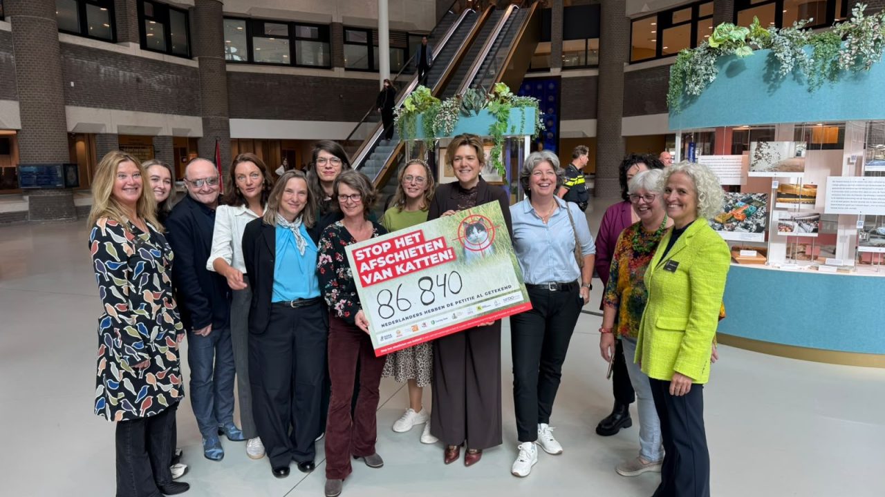 Ruim 86.000 mensen tekenen petitie tegen kattenafschot