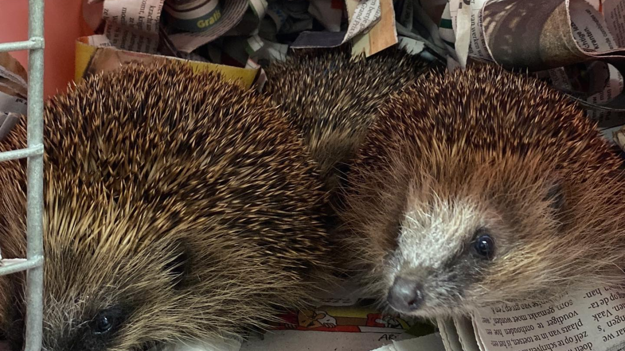 Noodkreet wildopvangcentra Dierenbescherming: laat egels in nood niet aan hun lot over!