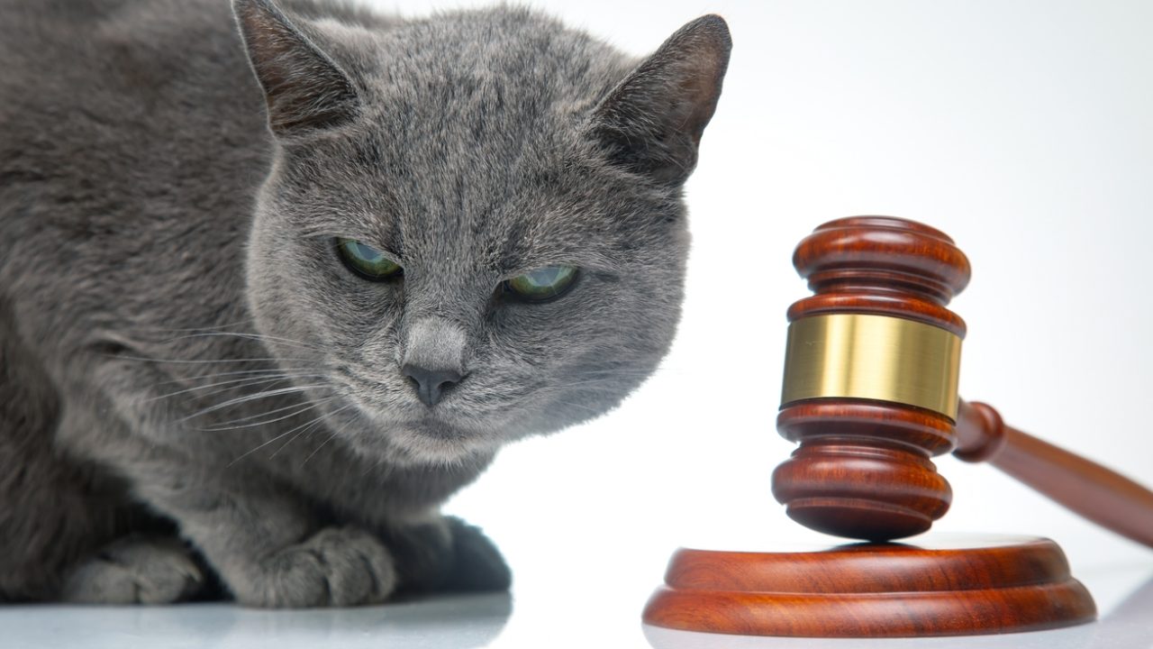 Dierenmishandeling: meten is weten