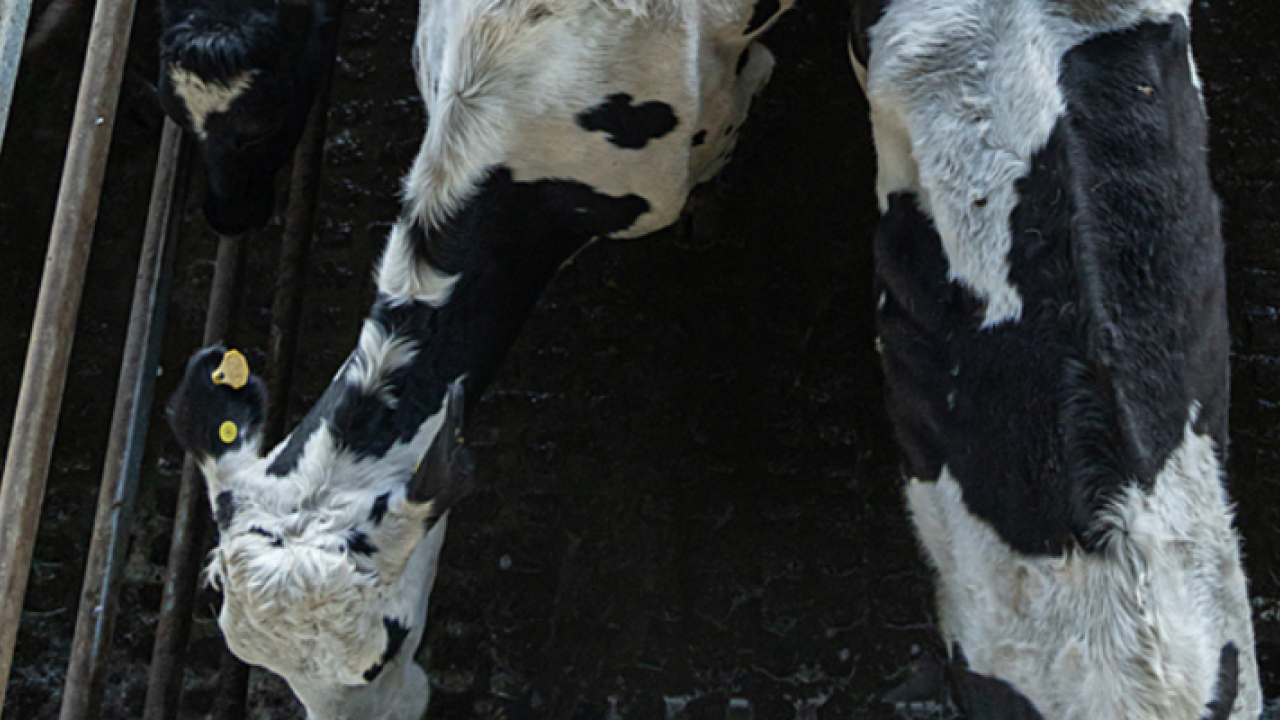 Waarom het Mercosur-handelsverdrag rampzalig uitpakt voor dierenwelzijn