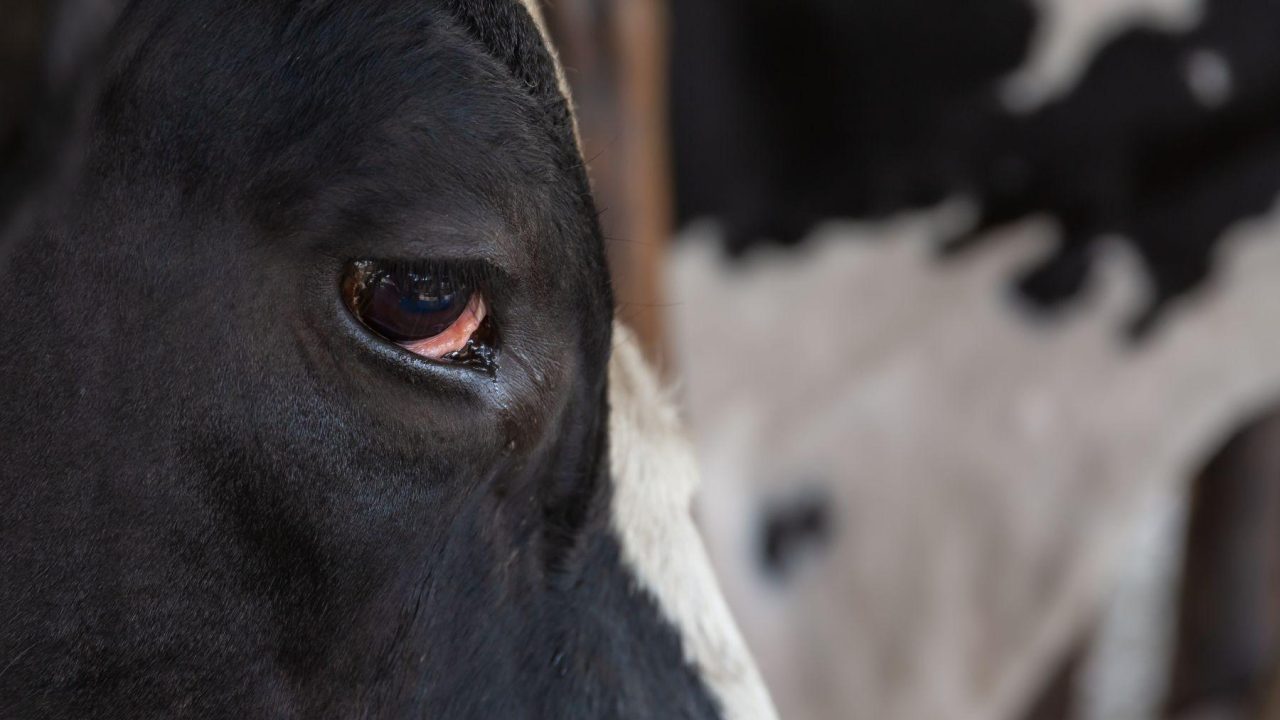 Cijfers over dierenmishandeling: een trieste zaak