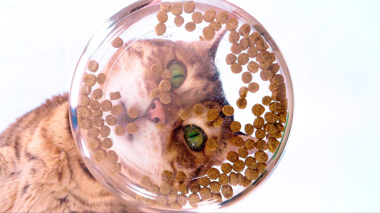 Dierenbescherming geschrokken van PFAS in kattenvoer
