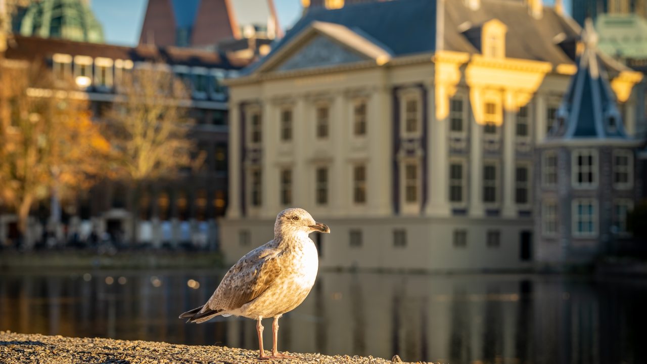 Dierenbescherming teleurgesteld over ontbreken dierenwelzijn in regeerakkoord