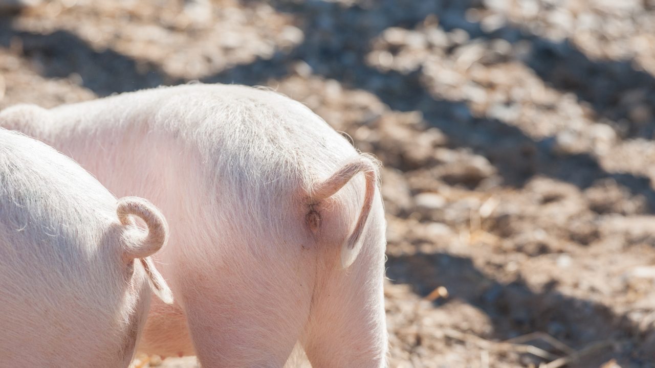 Terugkeer van krulstaart en invoering vrijloopkraamhok