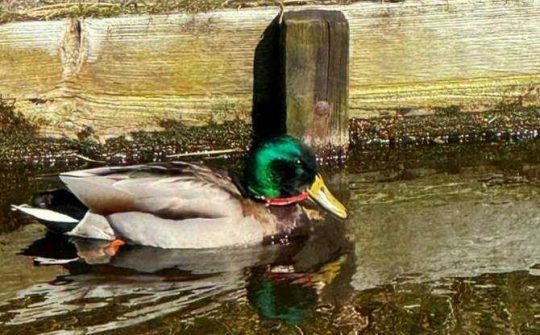DA De Meren Zwerfafvalwildeeend