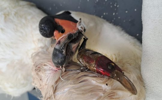 DA Noord Holland Zuid Zwaanvissersafval
