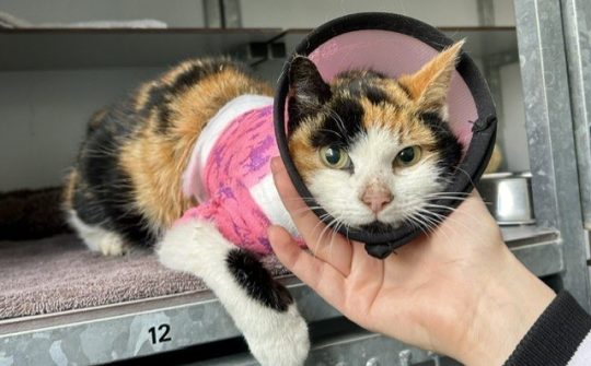 DA Overgelder Dierenasiel De Kuipershoek katinglazenpot02
