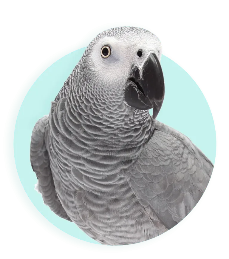 2026 Banner vogelgids