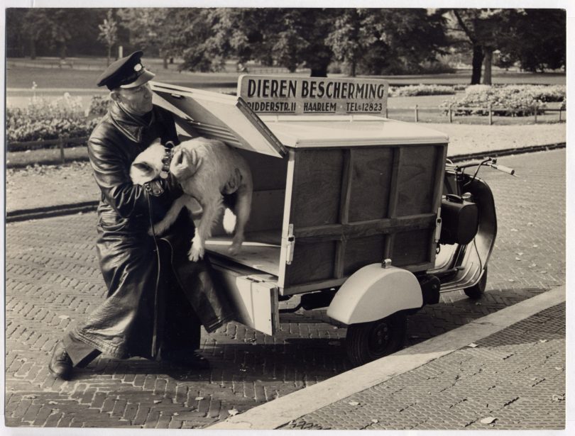 Spreekbeurt over de geschiedenis van de Dierenbescherming