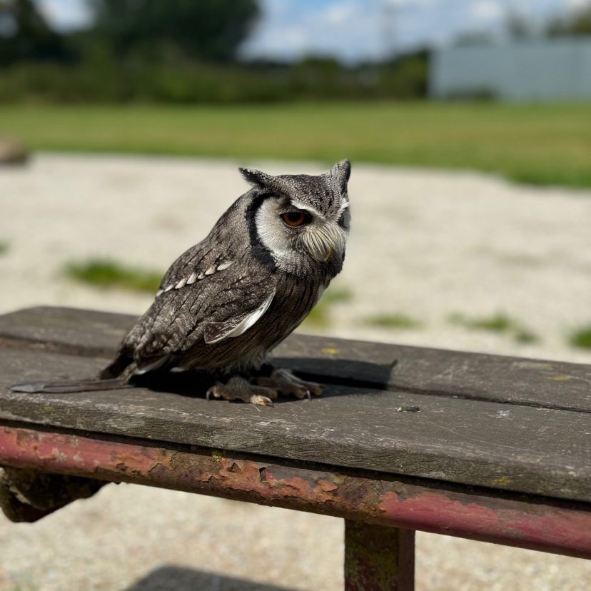 Roofvogel 6