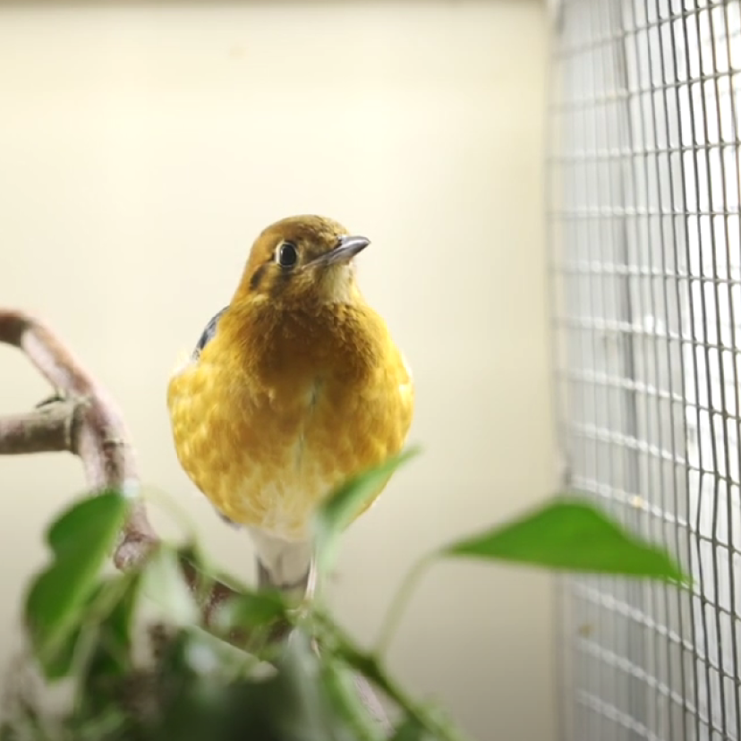 Vogels3
