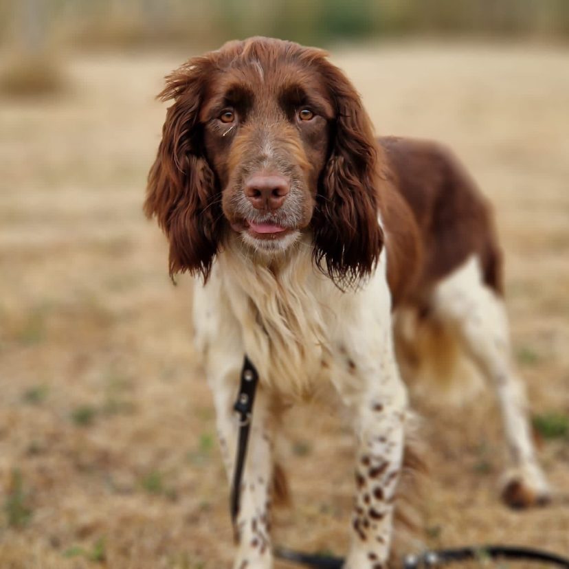 Schuurhond