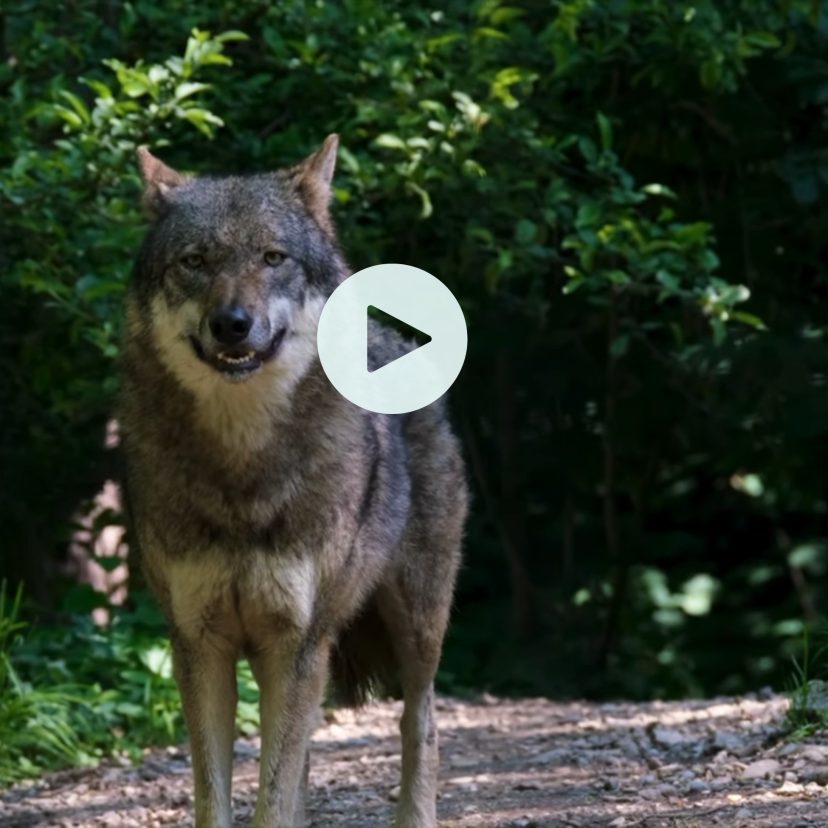 Wolf fence 2